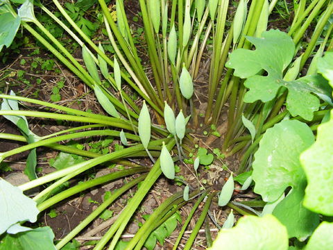 Blood root pods