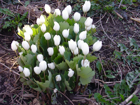 Blood root flowers