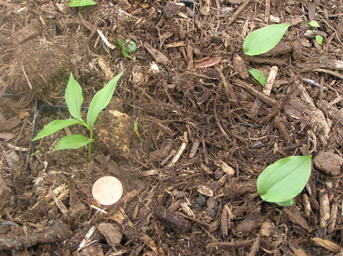 False solomon seedlings