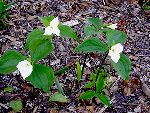 Trillium flowers