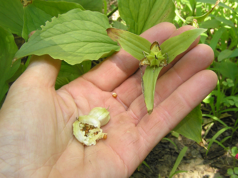 Trillium seed