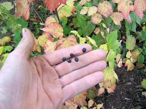 vib acerifolium